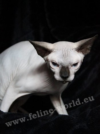 sphynx_14 (RACE)